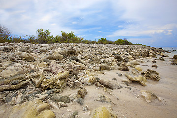 Image showing Corals