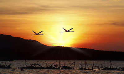 Image showing Flamingos flying