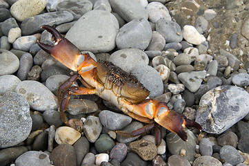 Image showing Crab on the pebbles