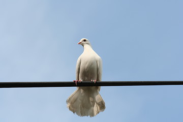 Image showing White bird