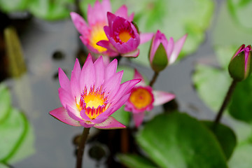 Image showing lotus flower