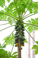 Image showing papaya tree