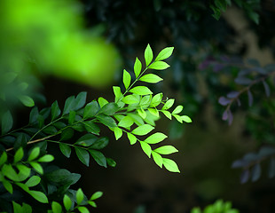 Image showing green leaf