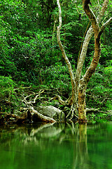 Image showing tree in forest