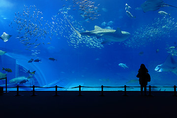 Image showing aquarium tank