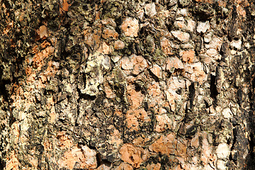 Image showing Old tree bark