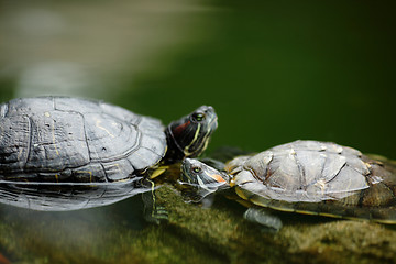 Image showing turtle chatting