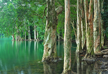 Image showing lake with tree