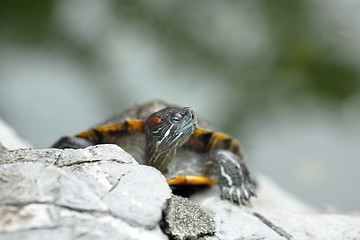 Image showing turtle