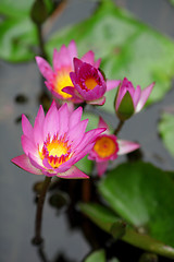 Image showing lotus flower