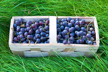 Image showing Red grapes