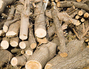 Image showing logs