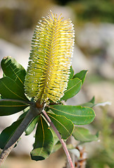 Image showing Banksia integrifolia