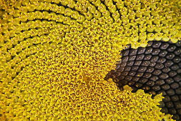 Image showing Sunflower background