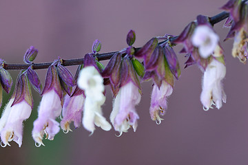 Image showing Salvia Mexicana - macro