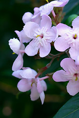 Image showing Luculia gratissima - Sweet Luculia