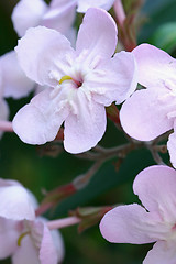 Image showing Luculia gratissima - flowers