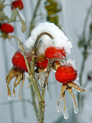 Image showing Berries under snow