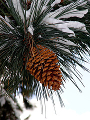 Image showing Big Pine Cone