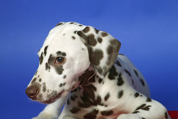 Image showing Dalmation