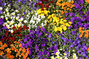 Image showing Flower background