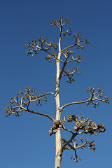 Image showing Agave