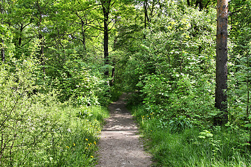 Image showing Stockholm park