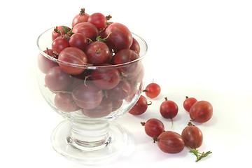 Image showing Gooseberries