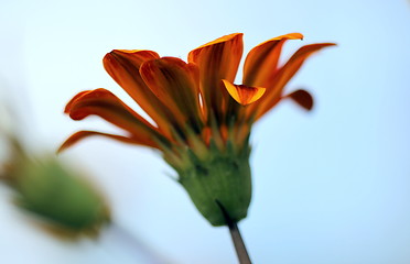 Image showing gazania