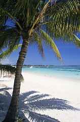 Image showing Palm tree at Trou aux biches beach Mauritius Island