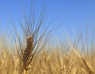 Image showing Wheat field