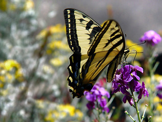 Image showing Butterfly