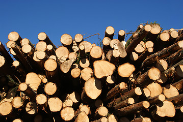 Image showing Spruce Logs Stacked with Blue Sky Background