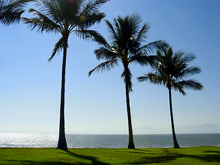 Image showing Three palm trees at the beach