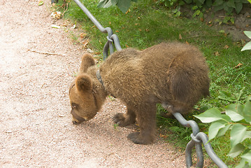 Image showing Bear