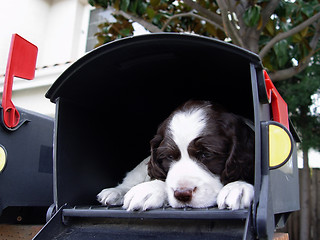 Image showing Cute puppy in the mailbox