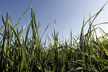 Image showing Grass