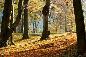 Image showing Autumn morning with sun and shadows in park