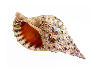 Image showing Big seashell