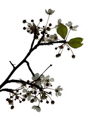 Image showing Cherry Blossom