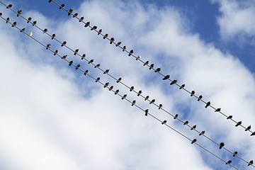 Image showing Birds on the electric wire