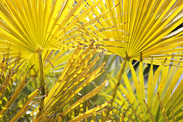 Image showing Bright yellow palm leaves