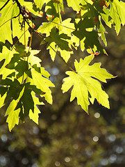 Image showing A branch of bright green leaves