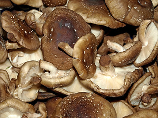 Image showing Shiitake