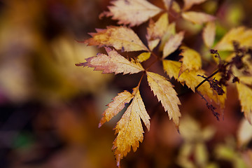 Image showing Autumn leaves