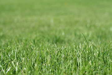 Image showing Grass