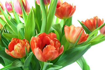 Image showing Tulips