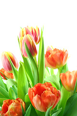 Image showing Tulips