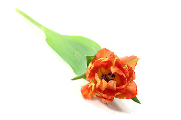 Image showing Tulip