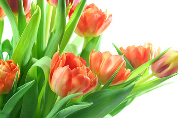 Image showing Tulips